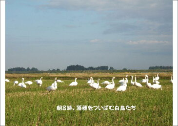 こばやし農園 発芽玄米（雑穀16穀入り）コシヒカリ 1kg 令和元年産 新潟県産 特別栽培米（減農薬・減化学肥料栽培米）