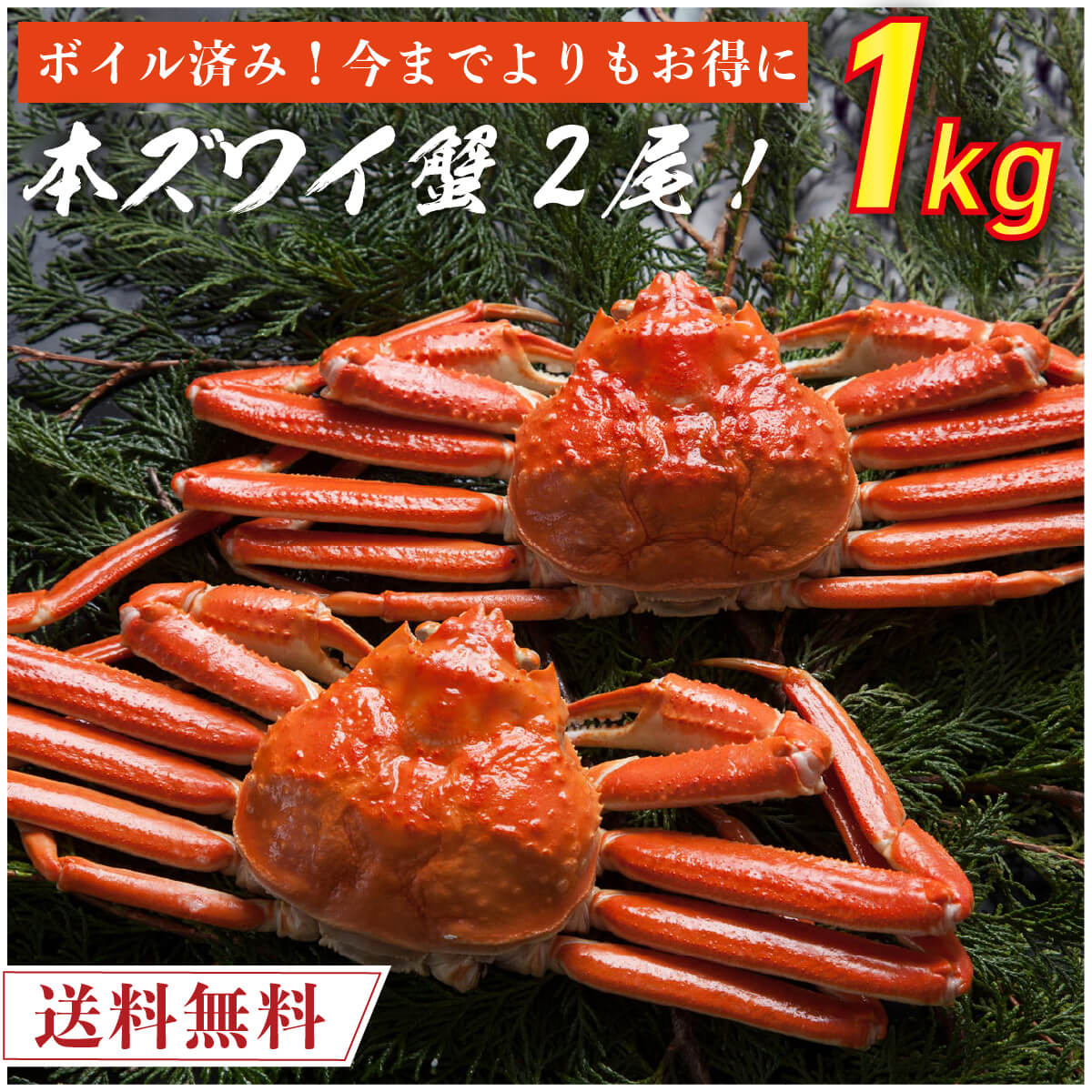 ボイル済み 本ズワイ蟹 2尾 総量1.0kg前後 【送料無料】 本ずわい蟹 本ズワイ蟹 本ずわい 本ズワイ かに カニ 蟹 ボイル済み 本ズワイ蟹 海鮮 ズワイガニ 食品 取り寄せ 冷凍 クール便 家庭用 自宅用