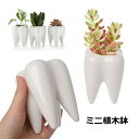 送料無料 ミニ植木鉢 フラワーポット ペン立て 歯の形 多肉植物用 サボテン ミニ盆栽 陶器 観葉植物用 可愛い おしゃれ インテリア雑貨 室内 屋外 ガーデニ...