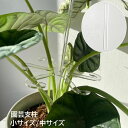 送料無料 園芸支柱 花支柱 植木鉢用 観葉植物 サポート 花支え 花ささえ 固定 誘引 転倒防止 透明 クリア シンプル 簡単設置 ガーデニング用品