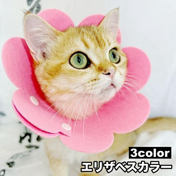 ����̵�� ���ꥶ�٥����顼 �ڥå��� ǭ�� ���� ���ե� ���餫�� ���� ���ʥåץܥ��� ��Ѹ� ���Ӥ��ɻ� �����ݸ� ���襤�� �������