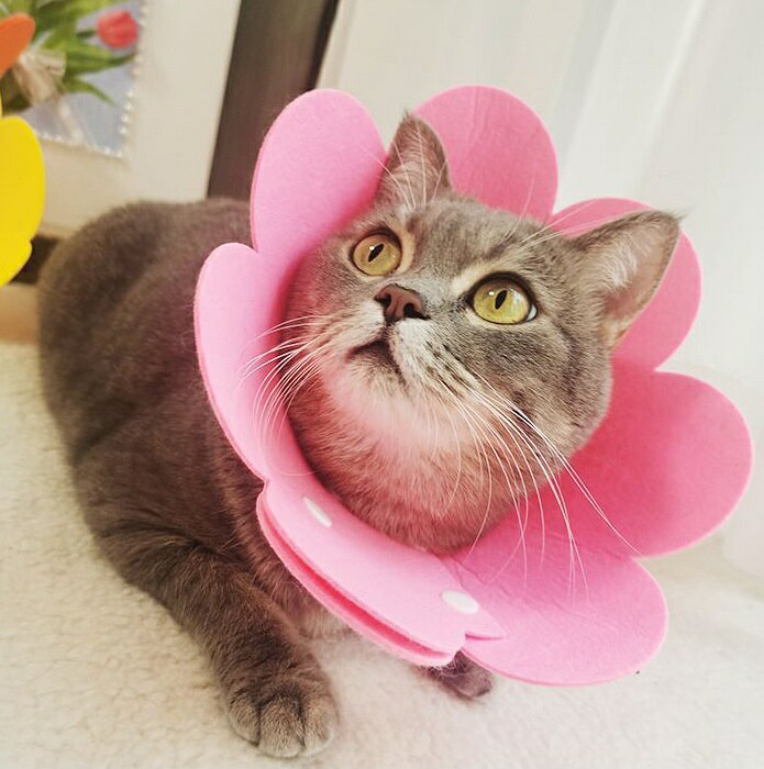 送料無料 エリザベスカラー 猫用 犬用 ペット用品 ネコ イヌ スナップボタン サイ...