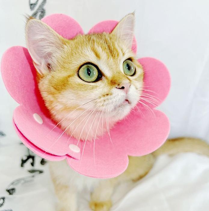 送料無料 エリザベスカラー 猫用 犬用 ペット用品 ネコ イヌ スナップボタン サイ...