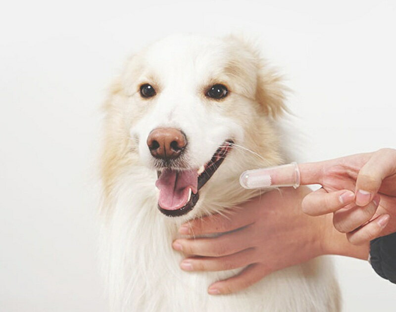 ����̵�� �ڥå��ѻ��֥饷 ��Ǽ�������դ� �إ��å������� ���֥饷 �ػ��֥饷 ���Х��� �� ǭ �ɥå� ����å� �ڥå����� �ڥåȥ��å� ���ե� ���餫�� ���ꥳ�� ���᤭ Ʃ�� ���ꥢ �������� ���롼�ߥ� ���� ����ץ� �������� �� �ԥ� ��