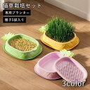 送料無料 猫草栽培セット 猫草用プランター 種子5袋入り 水耕栽培キット 猫草ボックス ネコ ねこ ペット用品 水だけ 毛玉ケア 鉢 室内 屋内