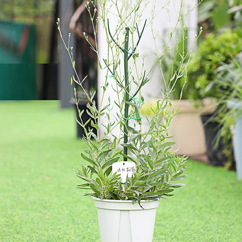 送料無料 園芸支柱 2本セット 70cm 支柱 観葉植物 花ささえ 花支柱 花支え ガーデ...