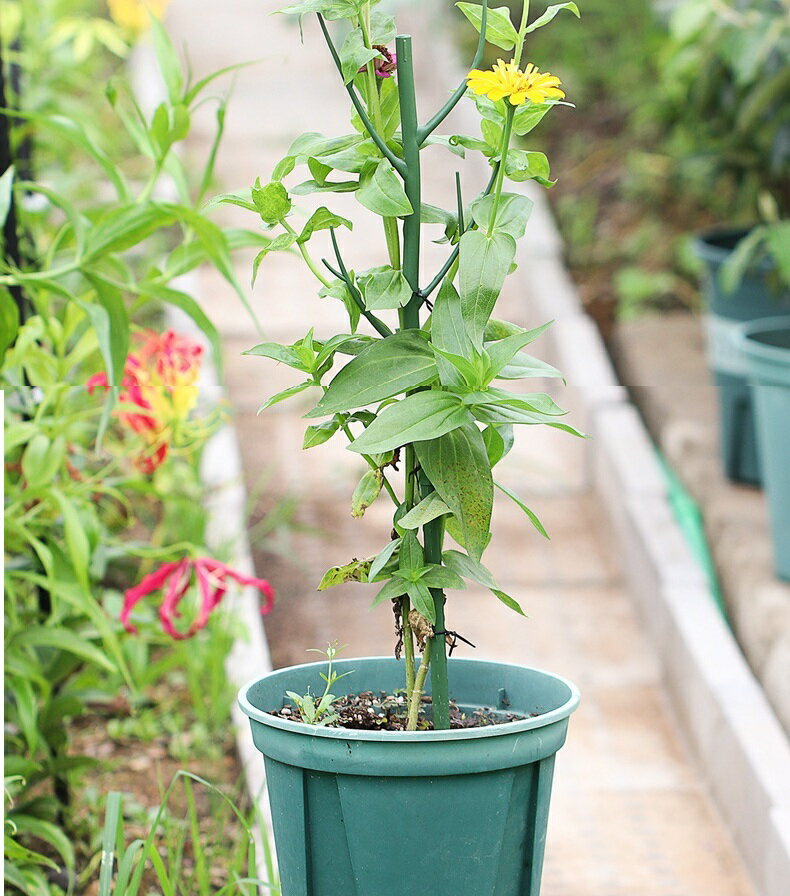 送料無料 園芸支柱 2本セット 70cm 支柱 観葉植物 花ささえ 花支柱 花支え ガーデ...