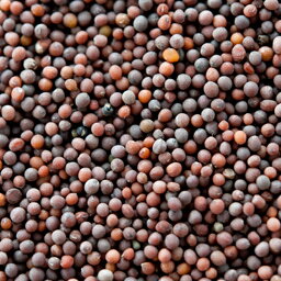 ブラウンマスタードシード 100g,Brown Mustard Seeds,原型,マスタードシード,マスタード,シード,芥子,からし,スパイス,ハーブ,調味料,業務用,神戸スパイス,【ゆうパケット便送料無料】