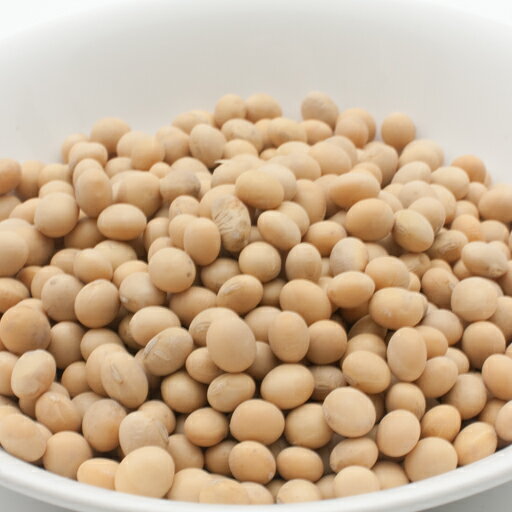 Ʀ 20kg,̳,ͥѥ,Ʀ,ӡ,Ʀ,ӡ,,Soybean,ʬ,,Glycine ma̵