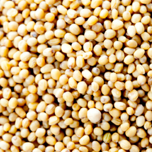 イエローマスタードシード インド産 1kg / 1000g,業務用,神戸スパイス,Yellow Mustard Seeds,原型,マスタード,シード,芥子,からし,スパイス,ハーブ,調味料,仕入,【送料無料】