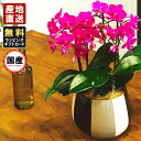 ミニ胡蝶蘭 ミディ胡蝶蘭 胡蝶蘭 ミニ 胡蝶蘭 ミディ 胡蝶蘭 ギフト マイクロ胡蝶蘭 小さい お花 モノトリコ鉢 5.5号鉢 3本立 プレゼント 敬老の日 敬...