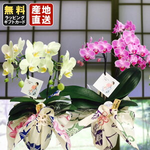 胡蝶蘭 ミニ 胡蝶蘭 ミディ yukata de 胡蝶蘭 4号鉢植え 2本立て ピンク イエロー /お中元 ギフトに花のプレゼント 生花 鉢植え 開店祝いに 母の日 父の日