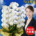 胡蝶蘭 大輪 3本立ち36輪 胡蝶蘭 ギフト 胡蝶蘭 お祝い 敬老の日 敬老の日 プレゼント お祝い 会社設立 オープン 開業祝い 開店祝い 内祝い スタンド ...