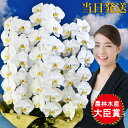 胡蝶蘭 大輪 3本立ち42輪 胡蝶蘭 ギフト 敬老の日 敬老の日 プレゼント お祝い 会社設立 オープン 開業祝い 開店祝い 内祝い スタンド 大輪 お悔や花 ...