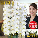 胡蝶蘭 大輪 3本立ちオレアル 胡蝶蘭 ギフト 胡蝶蘭 お祝い 敬老の日 敬老の日 プレゼント お祝い 会社設立 オープン 開業祝い 開店祝い 内祝い スタンド...