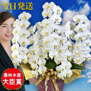 胡蝶蘭 大輪 5本立ち65輪 胡蝶蘭 ギフト 胡蝶蘭 お祝い 敬老の日 敬老の日 プレゼント お祝い 会社設立 オープン 開業祝い 開店祝い 内祝い スタンド ...