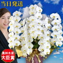 胡蝶蘭 大輪 5本立ち70輪 胡蝶蘭 ギフト 胡蝶蘭 お祝い 敬老の日 敬老の日 プレゼント お祝い 会社設立 オープン 開業祝い 開店祝い 内祝い スタンド ...