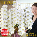 胡蝶蘭 大輪 5本立ちオレアル 胡蝶蘭 ギフト 胡蝶蘭 お祝い 敬老の日 敬老の日 プレゼント お祝い 会社設立 オープン 開業祝い 開店祝い 内祝い スタンド...