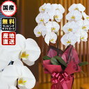 胡蝶蘭 大輪2本立ち14輪以上 白 敬老の日 敬老の日 プレゼント お祝い 会社設立 オープン 開業祝い 開店祝い 内祝い スタンド 大輪 お悔や花 お供え 法...