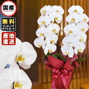 胡蝶蘭 大輪2本立ち18輪以上 白 敬老の日 敬老の日 プレゼント お祝い 会社設立 オープン 開業祝い 開店祝い 内祝い スタンド 大輪 お悔や花 お供え 法...