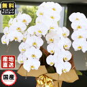 胡蝶蘭 5本立ち 大輪 35輪以上 白 胡蝶蘭 ギフト 胡蝶蘭 お祝い 敬老の日 敬老の日 プレゼント お祝い 会社設立 オープン 開業祝い 開店祝い 内祝い ...