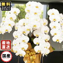 胡蝶蘭 5本立ち 大輪 45輪以上 白 胡蝶蘭 ギフト 胡蝶蘭 お祝い 敬老の日 敬老の日 プレゼント お祝い 会社設立 オープン 開業祝い 開店祝い 内祝い ...