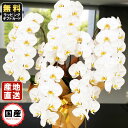 胡蝶蘭 5本立ち 大輪 55輪以上 白 胡蝶蘭 ギフト 胡蝶蘭 お祝い 敬老の日 敬老の日 プレゼント お祝い 会社設立 オープン 開業祝い 開店祝い 内祝い ...