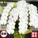 胡蝶蘭 5本立ち 大輪 60輪以上 白 胡蝶蘭 ギフト 胡蝶蘭 お祝い 敬老の日 敬老の日 プレゼント お祝い 会社設立 オープン 開業祝い 開店祝い 内祝い ...