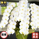 胡蝶蘭 5本立ち 大輪 65輪以上 白 胡蝶蘭 ギフト 胡蝶蘭 お祝い 敬老の日 敬老の日 プレゼント お祝い 会社設立 オープン 開業祝い 開店祝い 内祝い ...