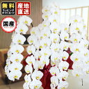 胡蝶蘭 5本立ち 大輪 70輪以上 白 胡蝶蘭 ギフト 胡蝶蘭 お祝い 敬老の日 敬老の日 プレゼント お祝い 会社設立 オープン 開業祝い 開店祝い 内祝い ...