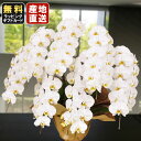 胡蝶蘭 大輪7本立ち77輪以上 白 敬老の日 敬老の日 プレゼント お祝い 会社設立 オープン 開業祝い 開店祝い 内祝い スタンド 大輪 お悔や花 お供え 法...