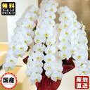 胡蝶蘭 大輪7本立ち91輪以上 白 敬老の日 敬老の日 プレゼント お祝い 会社設立 オープン 開業祝い 開店祝い 内祝い スタンド 大輪 お悔や花 お供え 法...