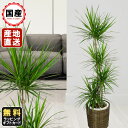 観葉植物 おしゃれ コンシネ 8号鉢植え 苗木 販売 誕生日 開店 引越し 祝い 引越し祝い 新築祝い インテリア 贈り物