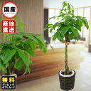 観葉植物 おしゃれ パキラ 8号鉢植え 苗木 販売 誕生日 開店 引越し 祝い 引越し祝い 新築祝い インテリア 贈り物