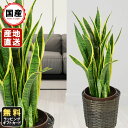 観葉植物 おしゃれ サンセベリア 8号鉢植え 苗木 販売 誕生日 開店 引越し 祝い 引越し祝い 新築祝い インテリア 贈り物