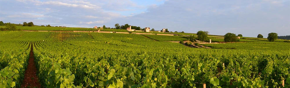 フィリップ ブーズロー ブルゴーニュ コート ドール シャルドネ 2024Philippe Bouzereau Bourgogne Cote d'Or Chardonnay【正規品】No.110395 kobusiya-10013774 古武士屋 サンプル画像3