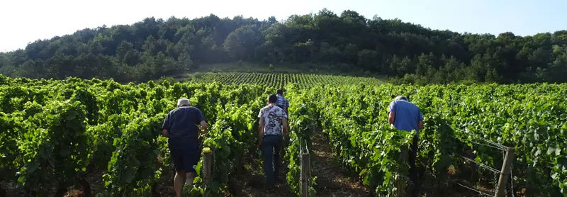 ユベール ラミー サントーバン 1er デリエール シェ エドゥアール ブラン オート デンシテ 2020Domaine Hubert Lamy Saint Aubin 1er Cru Derrière Chez Edouard Haute DensiteNo.117109 kobusiya-10020015 古武士屋 サンプル画像3