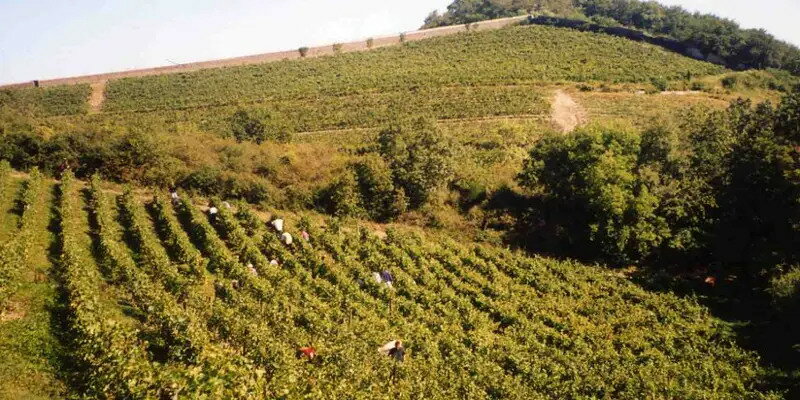 ファミーユ・ジョリー（ニコラ・ジョリー） クロ ド ラ クレ ド セラン 2023FAMILLE JOLY(NICOLAS JOLY) Clos de la Coulee de SerrantNo.111345 kobusiya-10014577 古武士屋 サンプル画像3