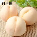 白桃 白皇桃 ギフト お中元 家庭用 訳あり 約700g 3玉入り 約1.5kg 5-6玉入り お中元 甘い 農家直送 もぎたて発送 岡山県産 PEACH 収穫後発送 8月下旬ごろから発送予定