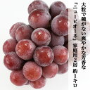 期間限定 【送料無料】 家庭用 訳あり ニューピオーネ 1房 500g 2房 約1kg 3-4房 約2kg マスカット ぶどう 種なし ブドウ やみつき 止まらない 着色に難あり 岡山県赤磐市産