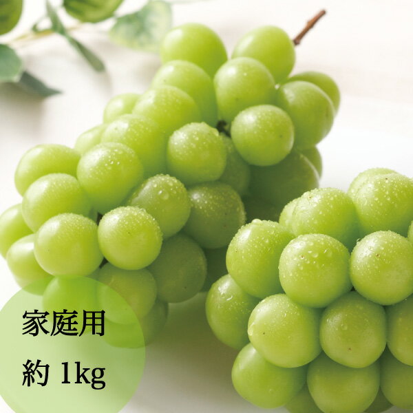 【送料無料】 敬老の日 家庭用 シャインマスカット 2房 約1kg マスカット 皮ごと食べれる 種なし ブドウ 訳あり やみつき 止まらない 果物 フルーツ 岡山県赤磐市産 お彼岸 お供え 9月上旬頃から発送予定のサムネイル