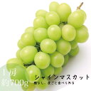 シャインマスカット 本場 岡山 マスカット 1房 約700g 種無し 皮ごと食べれる 販売中 農家直送 もぎたて発送 Muscat ギフト (時間が掛かる場合があります)