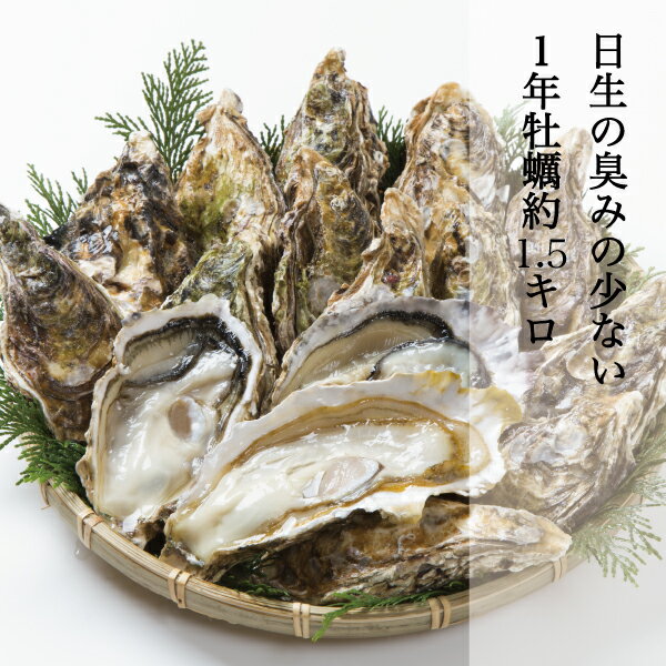 日生 牡蠣 ひなせ 家庭用 訳あり 約10個前後 約1kg 岡山 日生の牡蠣 カキ 発泡スチロール Oyster 加熱用 殻付き牡蠣 取り寄せ 産地直送 収穫後即発送 ※今年は4/30日で販売終了予定(火曜日は発送が休みになります)のサムネイル