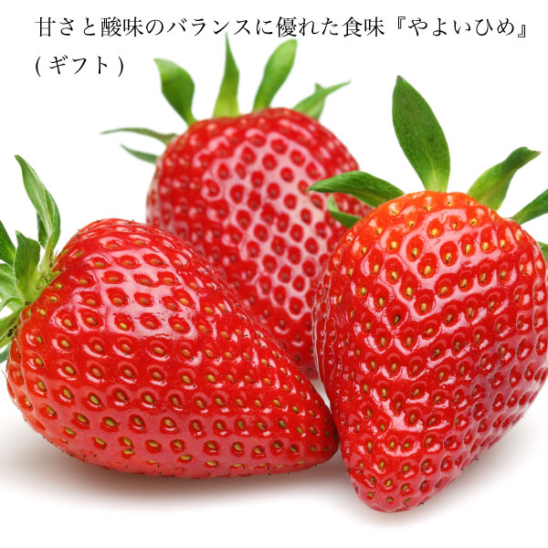 ギフト いちご 【送料無料】 やよいひめ 苺 イチゴ 1パック 15個 約400g 1パック 2パック 4パック 晴れの国 岡山 strawberry 取り寄せ 産地直送 収穫後即発送 土耕栽培 いちご ギフトのサムネイル