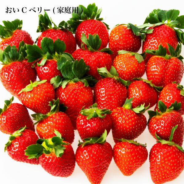 【送料無料】 いちご おいCベリー 家庭用 訳あり 苺 イチゴ 1パック 約12個入り 約300g 1パック 2パック 4パック 晴れの国 岡山 strawberry 取り寄せ 産地直送 収穫後即発送 訳あり 土耕栽培のサムネイル