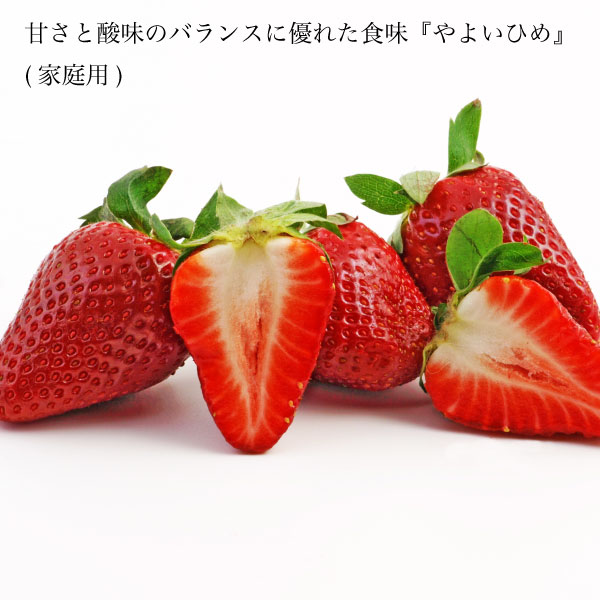 【送料無料】 いちご やよいひめ 家庭用 訳あり 苺 イチゴ 1パック 約12個 約300g 1パック 2パック 4パック 晴れの国 岡山 strawberry 取り寄せ 産地直送 収穫後即発送 土耕栽培