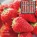 ギフト いちご 【送料無料】 やよいひめ 苺 イチゴ 4パック 60個 約1.6kg 晴れの国 岡山 strawberry 取り寄せ 産地直送 収穫後即発送　土耕栽培 いちご ギフト