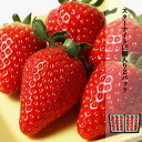 ギフト スターナイト 苺 いちご イチゴ 2パック (1パック15個入り) 約400g strawberry 甘みと酸味のバランスがとてもよく美味しい 産地直送 お取り寄せ