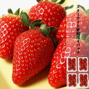 家庭用 スターナイト 苺 いちご イチゴ 4パック (1パック約12個入り) 1パック 約300g strawberry 甘みと酸味のバランスがとてもよく美味しい 産地直送 お取り寄せ