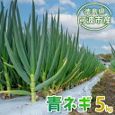 阿波の極上青ネギ 無選別品 5kg 送料無料 ネギ 葱 青ネギ 青葱 野菜 薬味 阿波 徳島 大容量 業務用 冷蔵 クール便